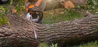 How Our Tree Care Process Works  in  Clyde, TX